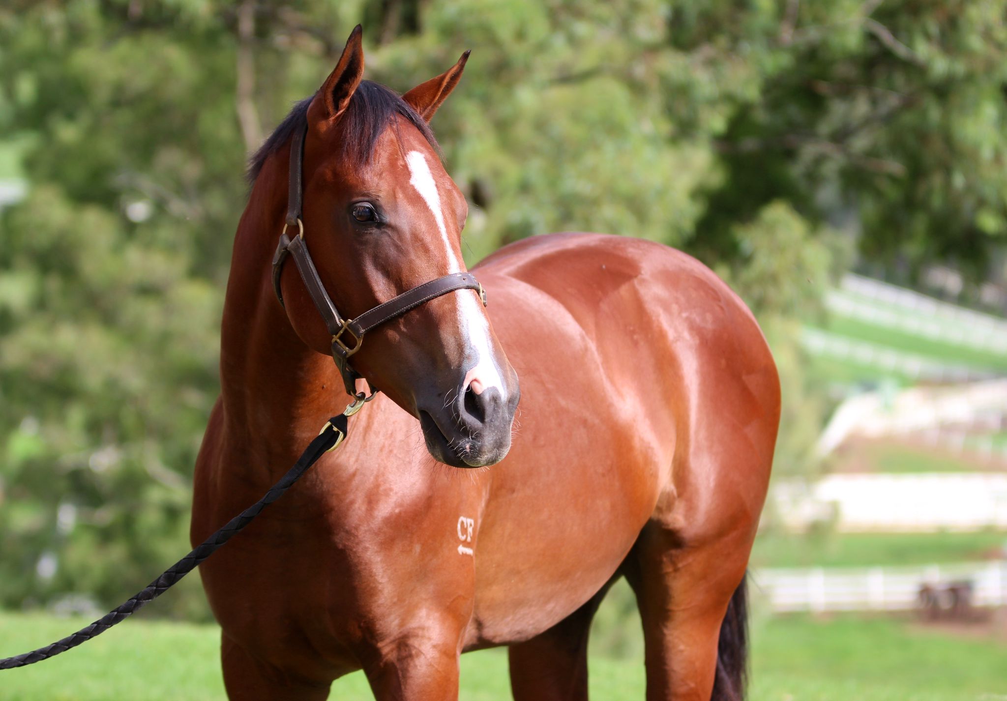 Hellbent x Lilliburlero 24 Colt BS2