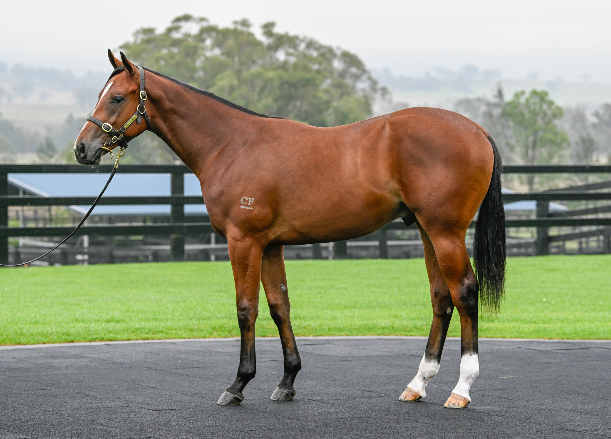 Hellbent x Lilliburlero 24 Colt C