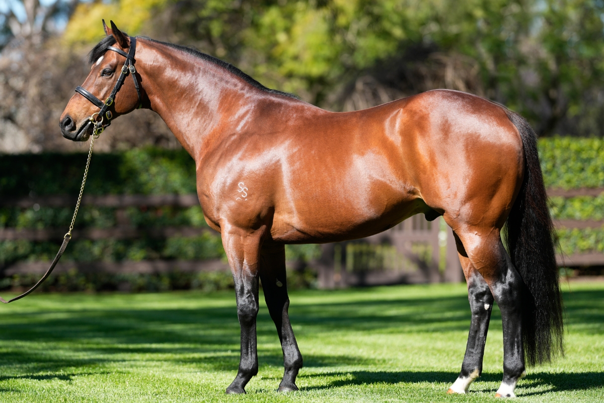 King's Legacy - Stallion