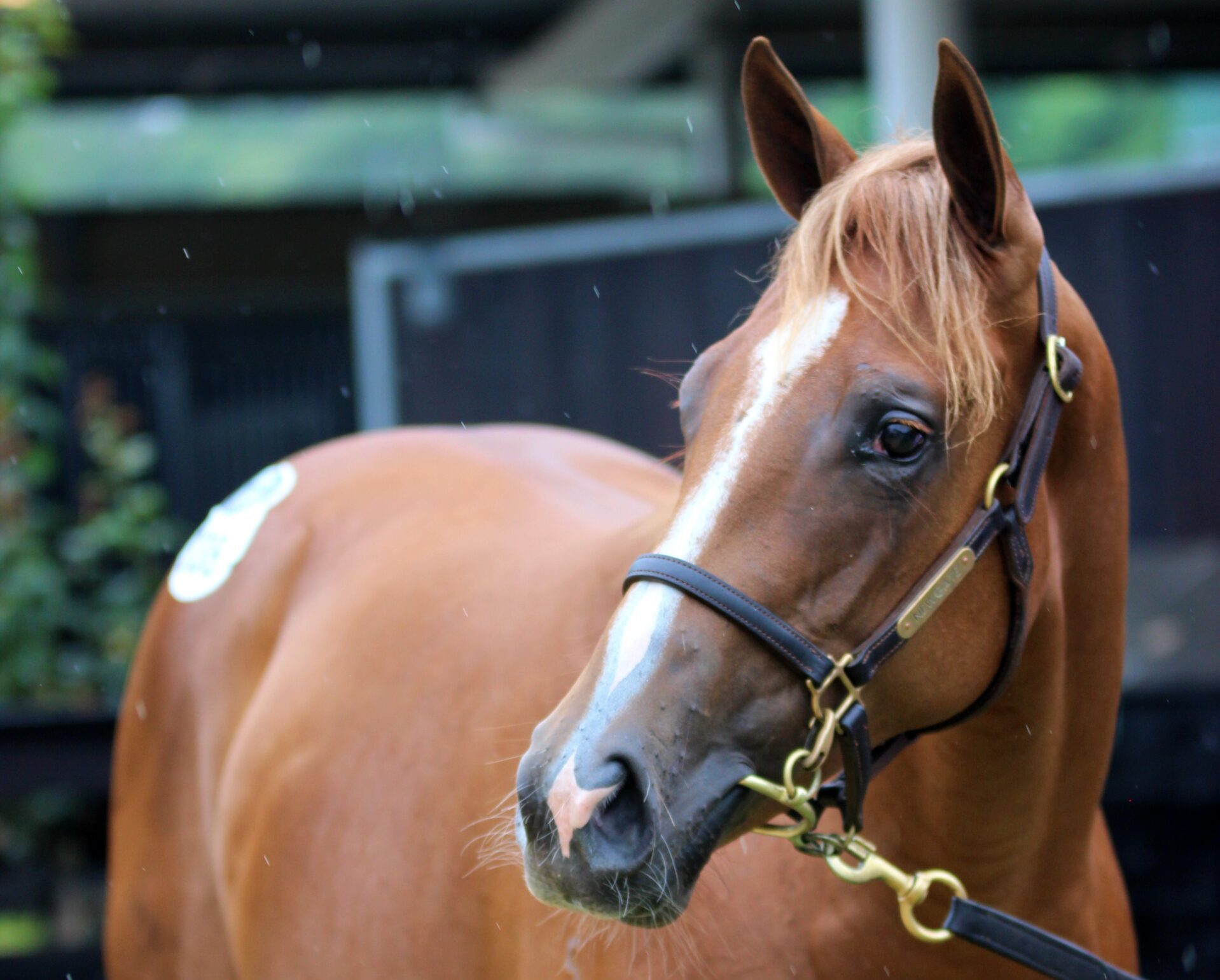 King's Legacy x Real Stolle 24 Filly (2)