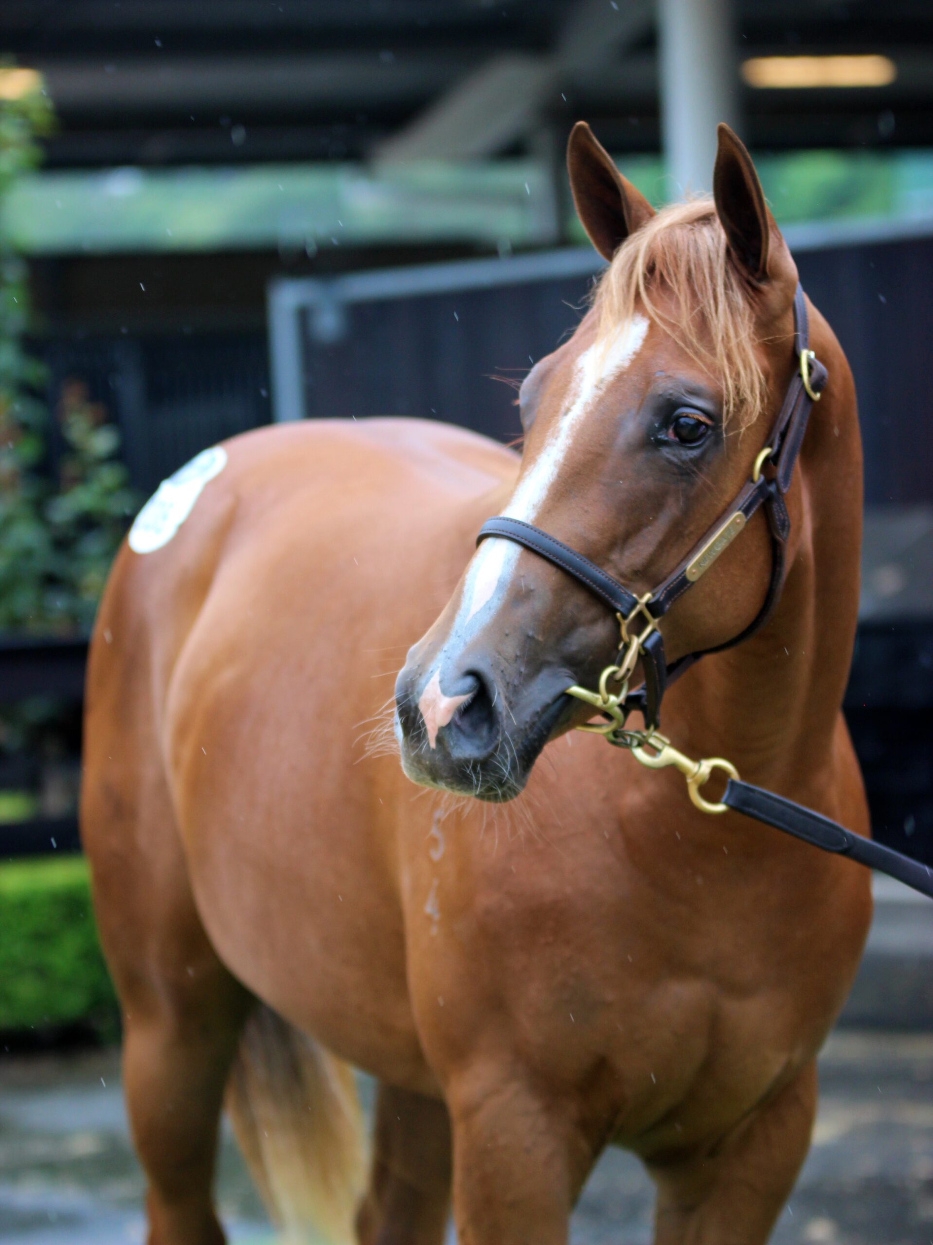 King's Legacy x Real Stolle 24 Filly (2)