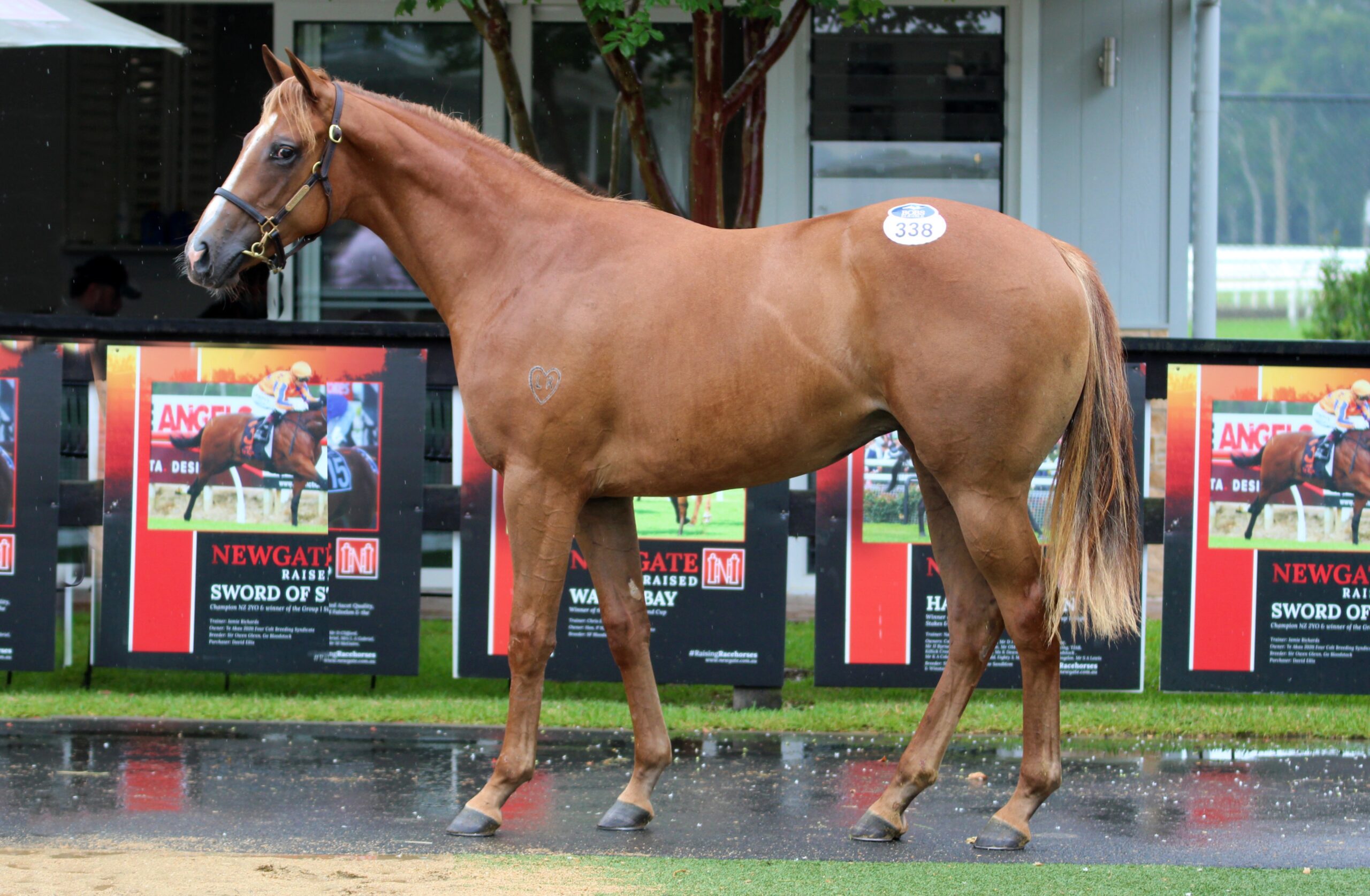 King's Legacy x Real Stolle 24 Filly (3)