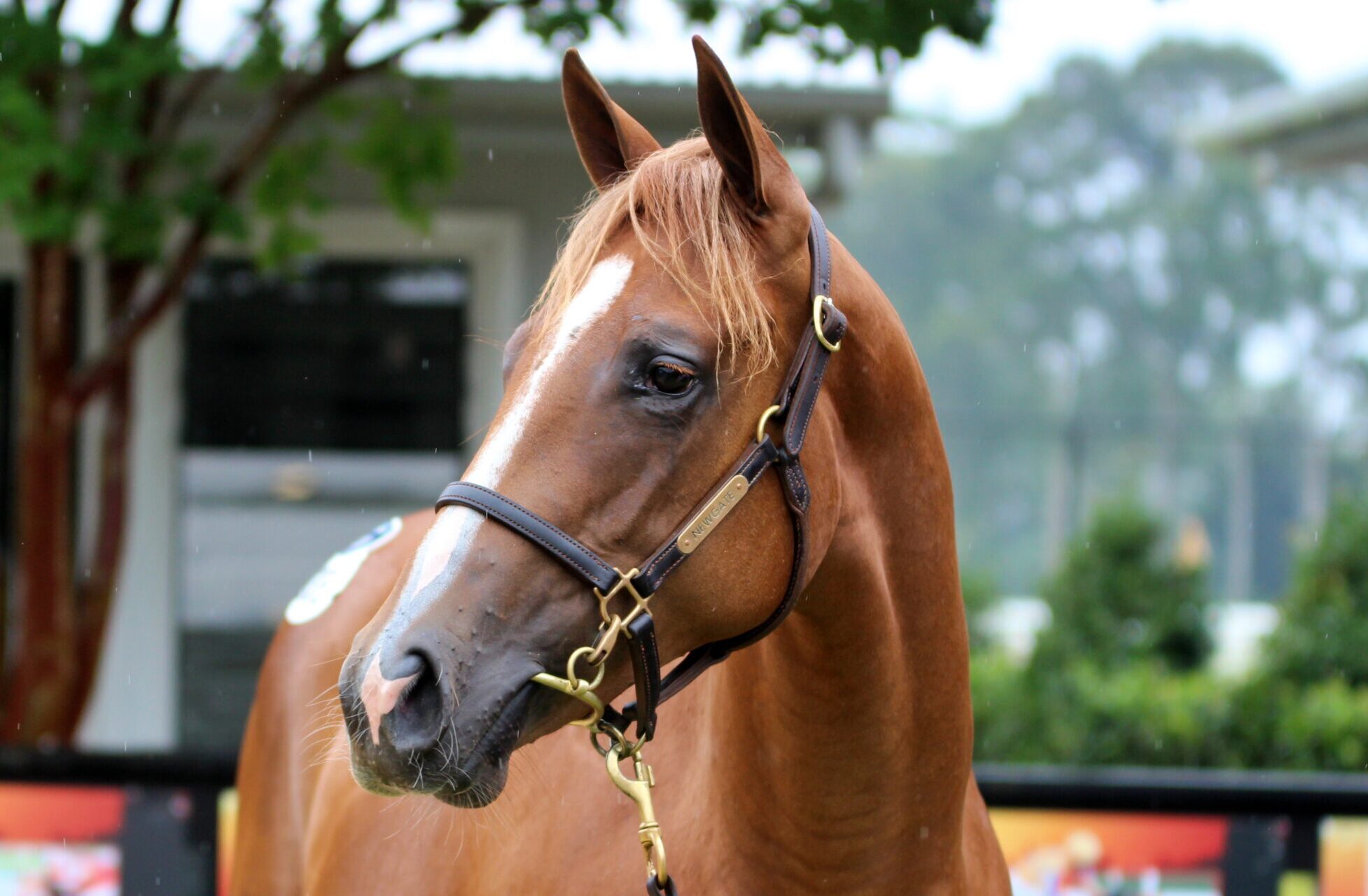 King's Legacy x Real Stolle 24 Filly HS