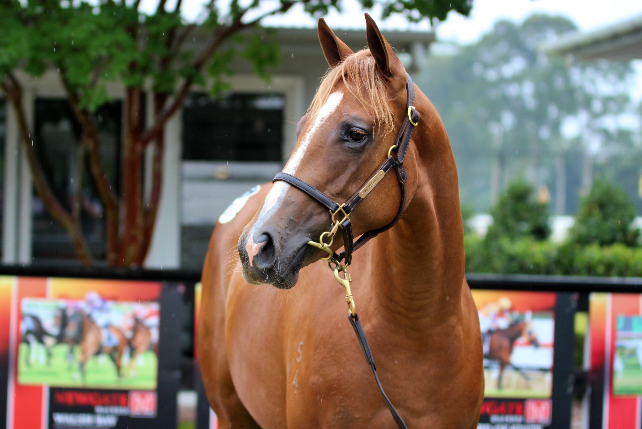 King's Legacy x Real Stolle 24 Filly HS