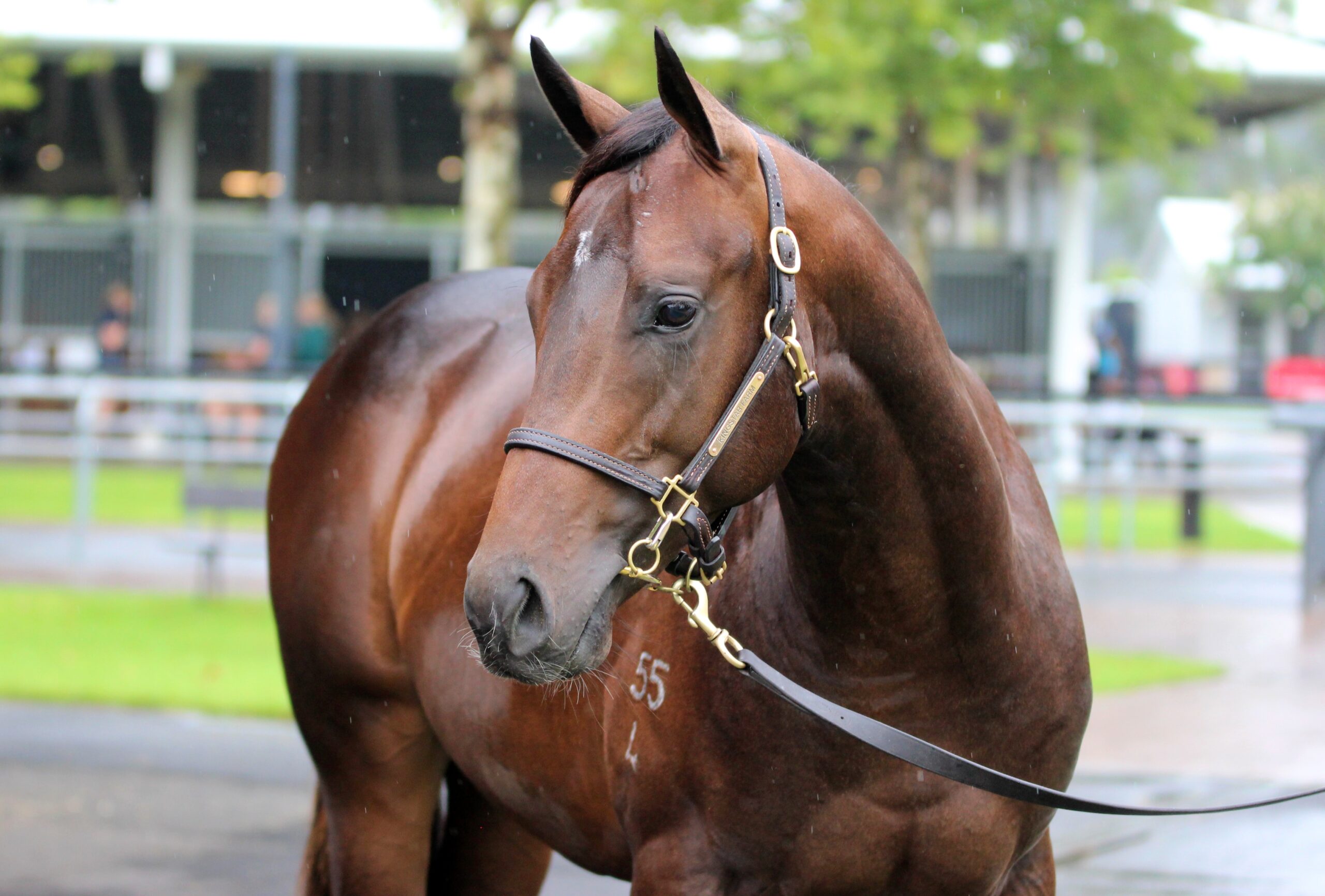 Pierata x Goldylux 24 Colt (3)