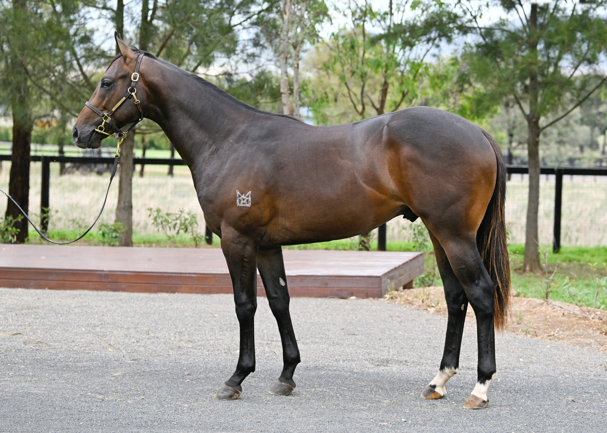 Pierata x Goldylux 24 Colt - BS