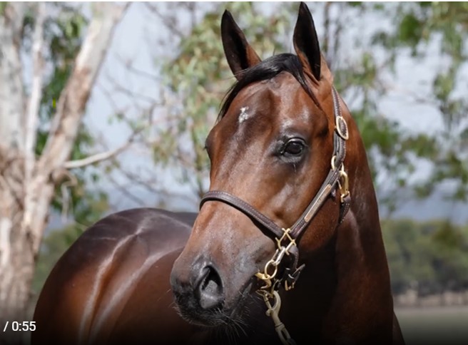 Pierata x Goldylux 24 Colt - HS