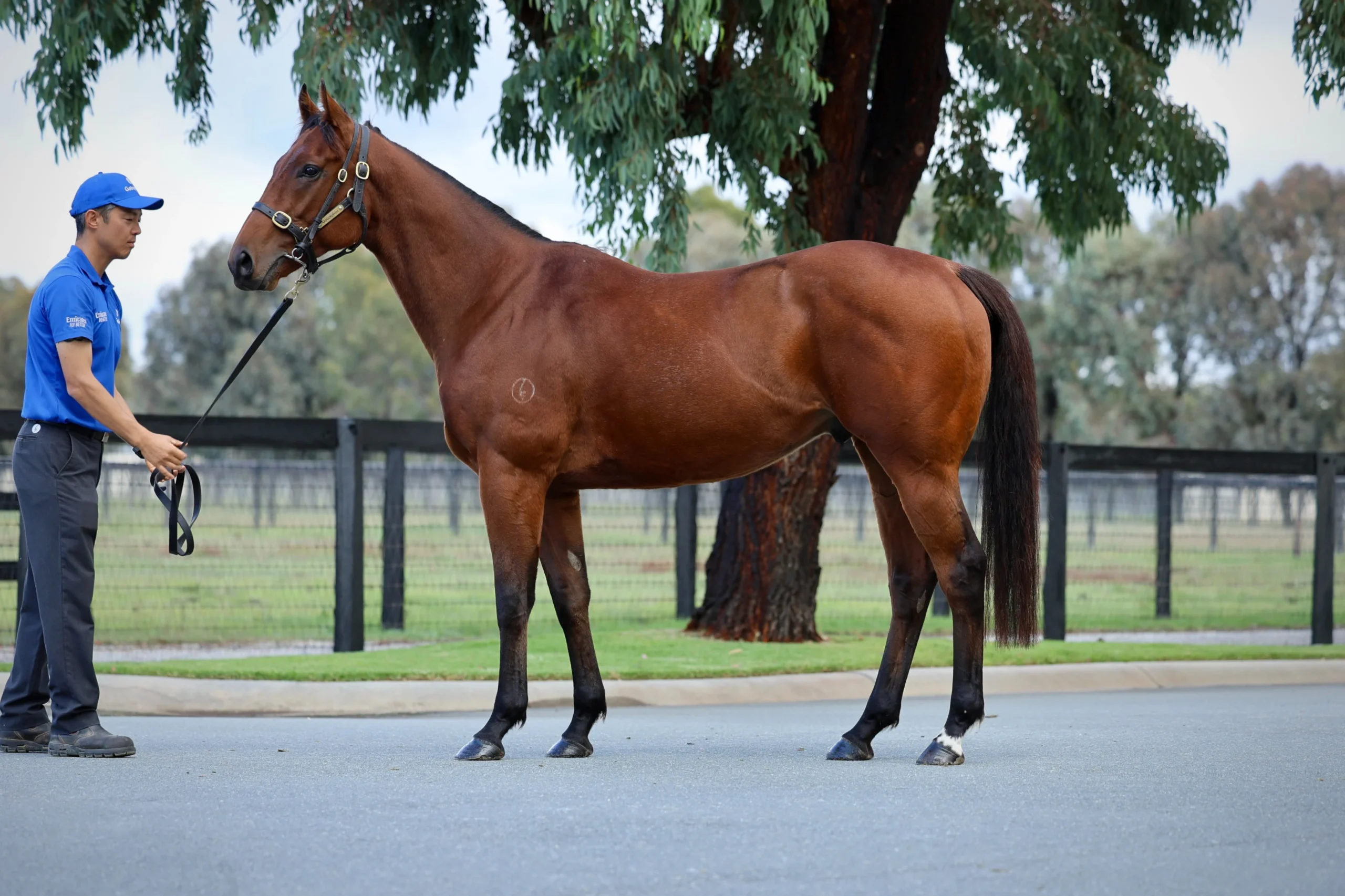 Crocodile 3YO Gelding - BS