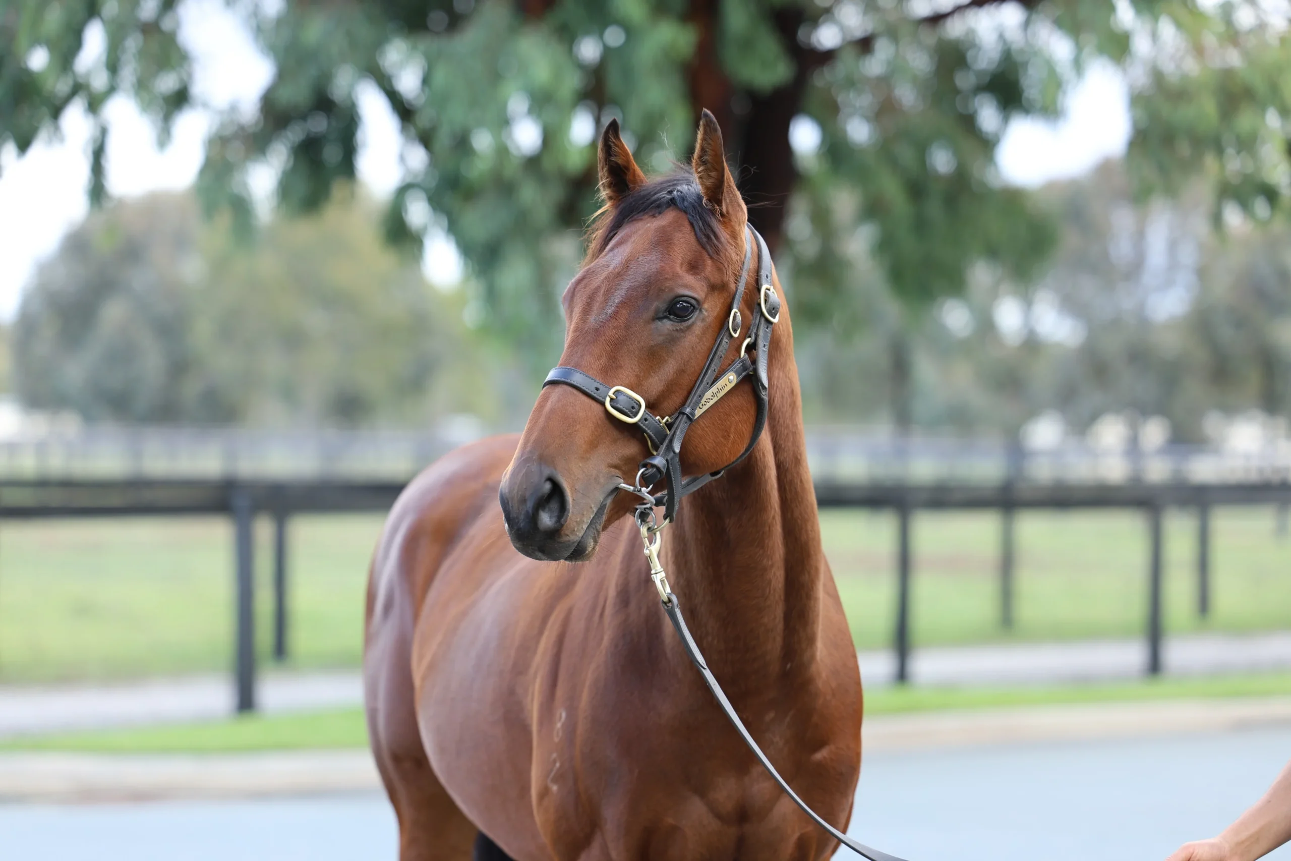 Crocodile 3YO Gelding - HS