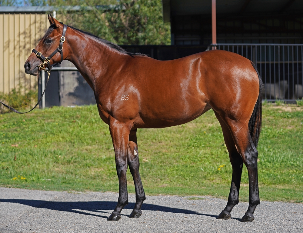 Hellbent x Gold Gasselle 24 Filly - BS