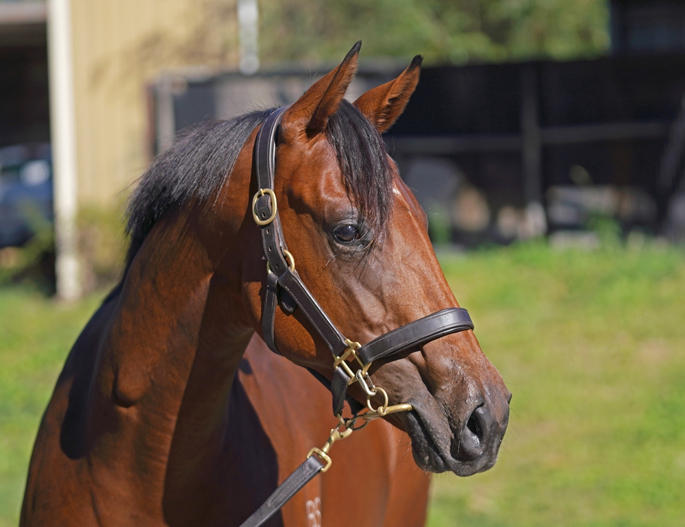 Hellbent x Gold Gasselle 24 Filly - HS