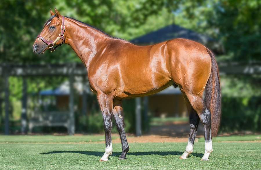 The Autumn Sun Stallion