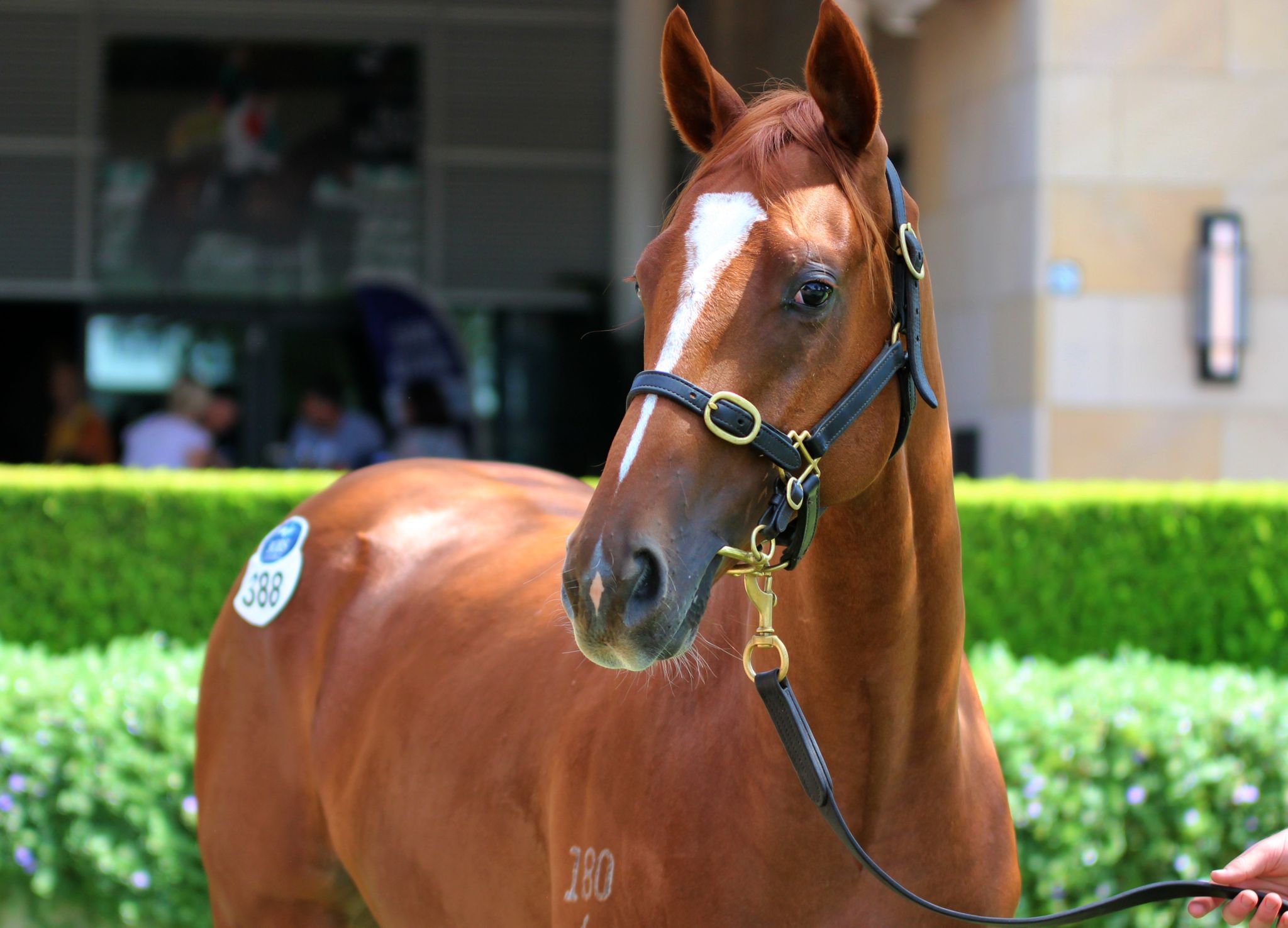 The Autumn Sun x Satono Sapphire 24 Colt BS