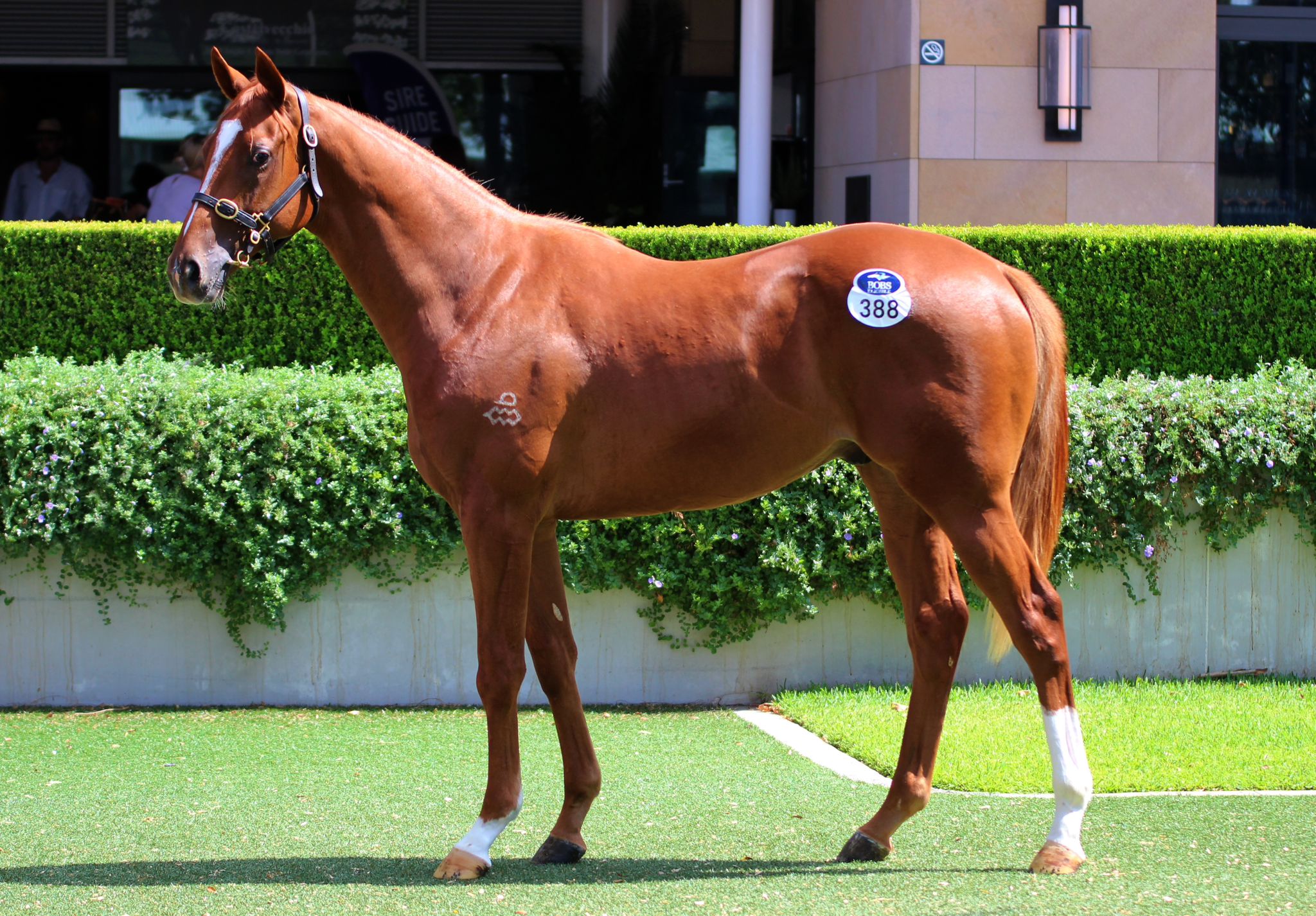 The Autumn Sun x Satono Sapphire 24 Colt C