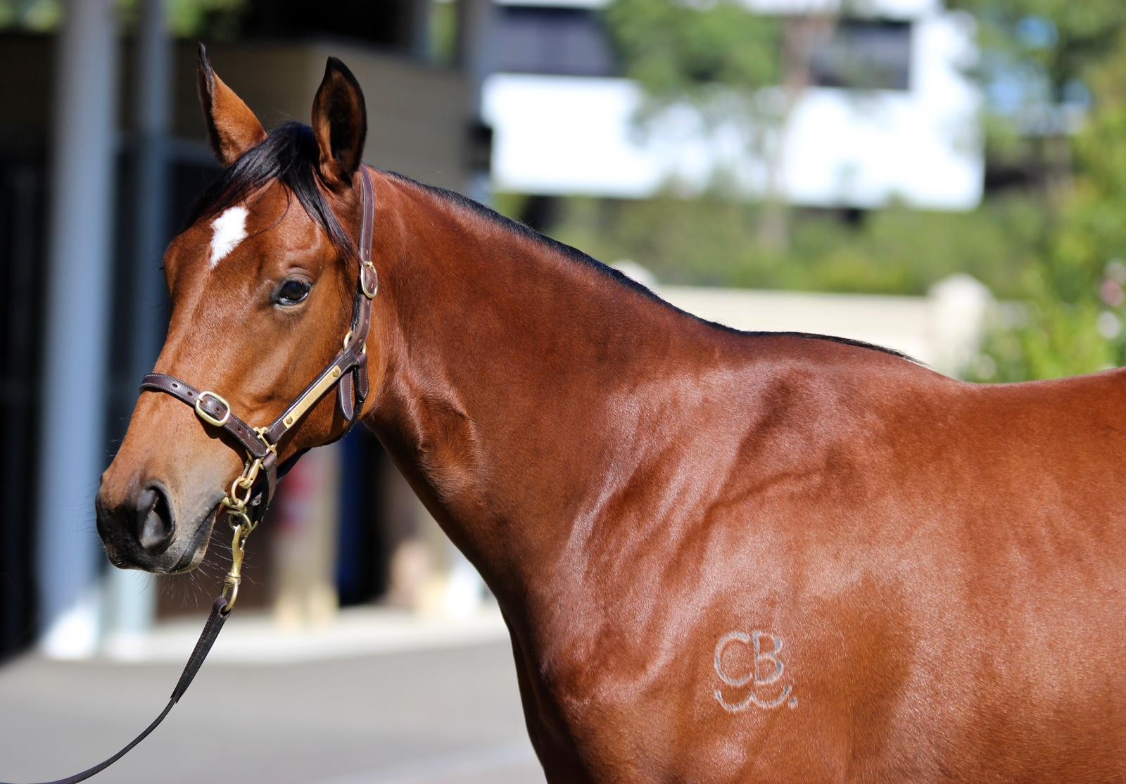 Lot 122 Capitalist x Florent 24 Filly (1)