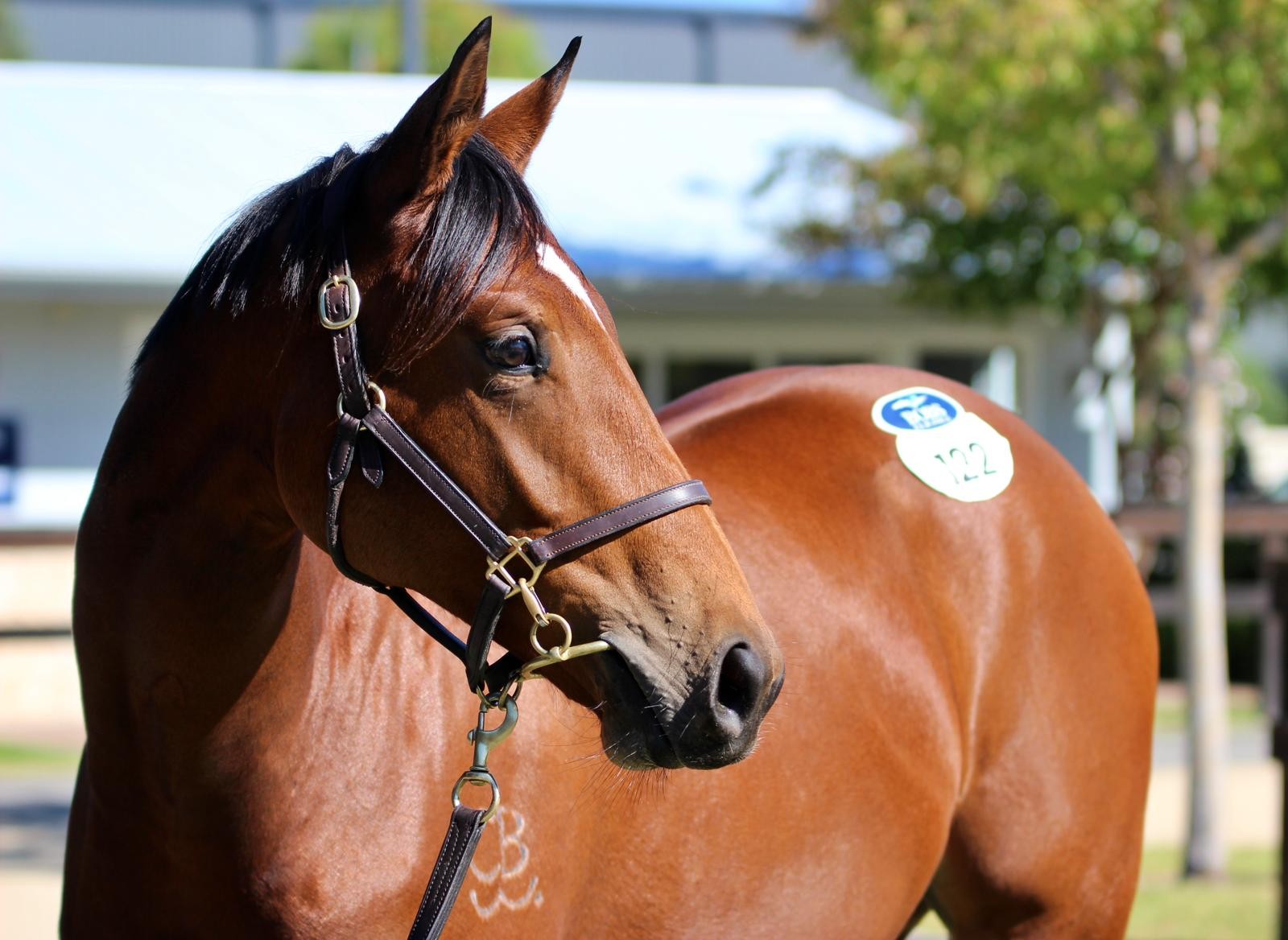 Lot 122 Capitalist x Florent 24 Filly (2)