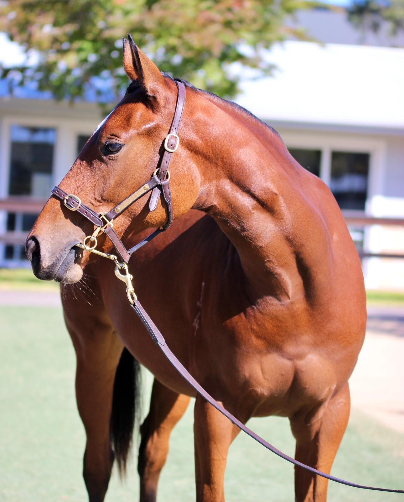 Lot 122 Capitalist x Florent 24 Filly (3)