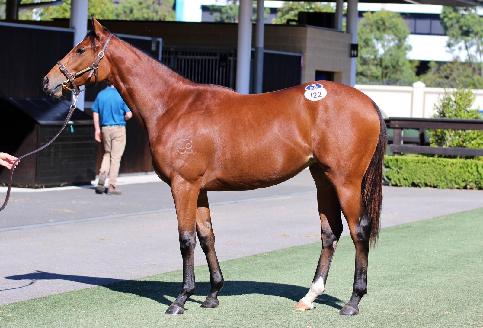 Lot 122 Capitalist x Florent 24 Filly (4)
