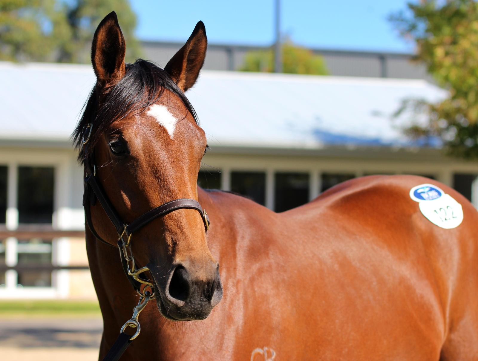 Lot 122 Capitalist x Florent 24 Filly (5)