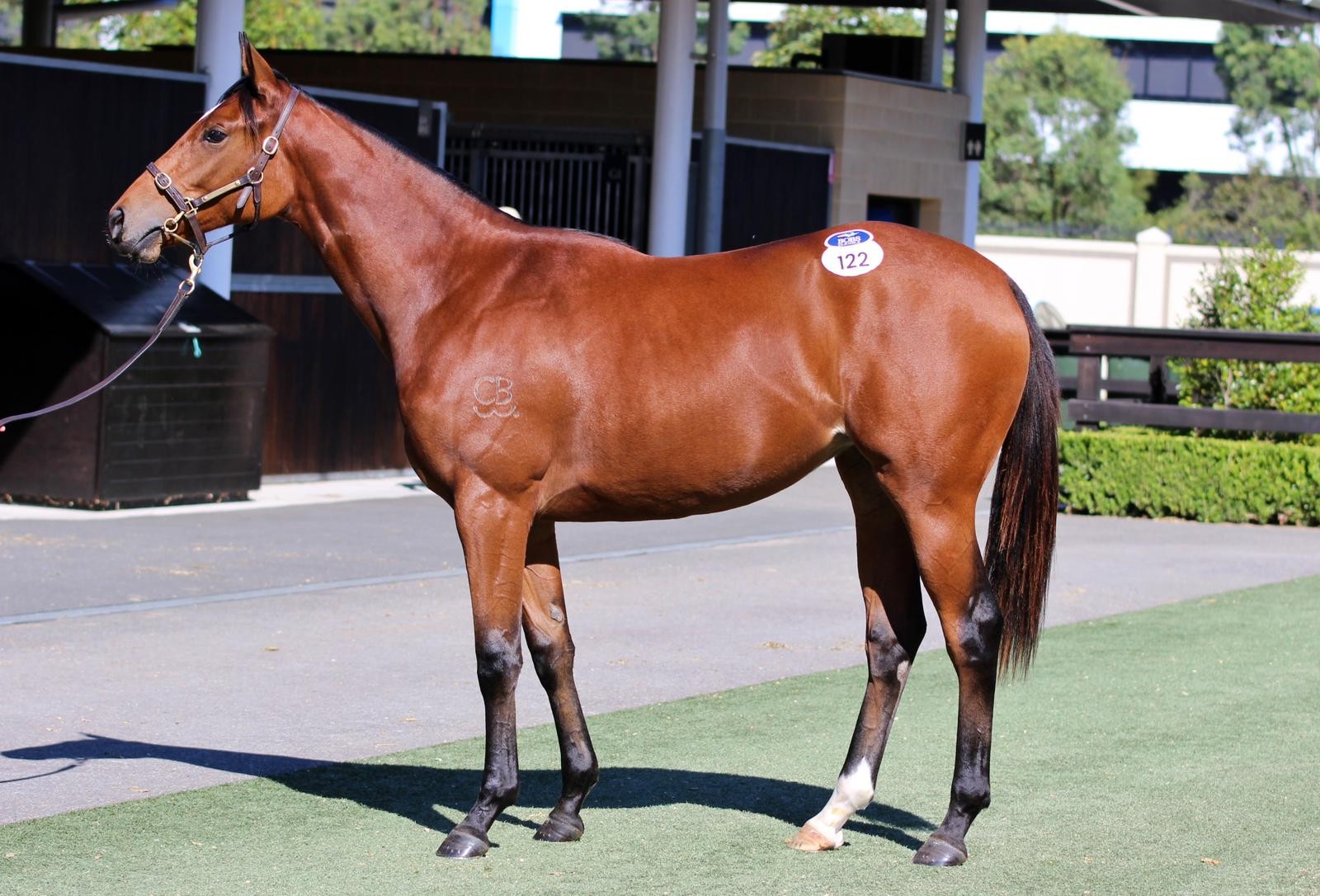 Lot 122 Capitalist x Florent 24 Filly (6)