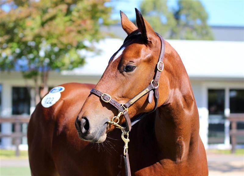 Lot 122 Capitalist x Florent 24 Filly (7)