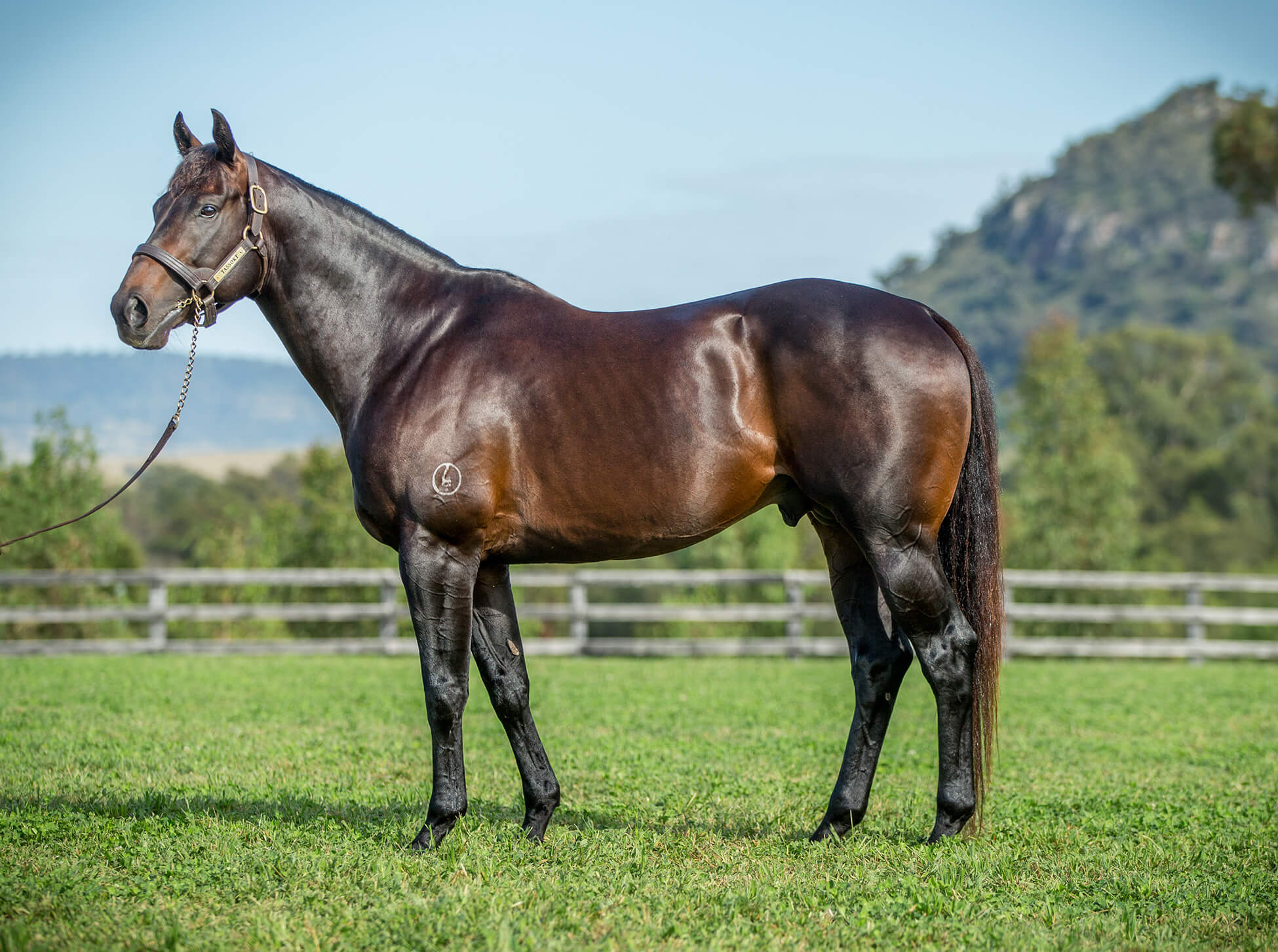 Tassort Stallion