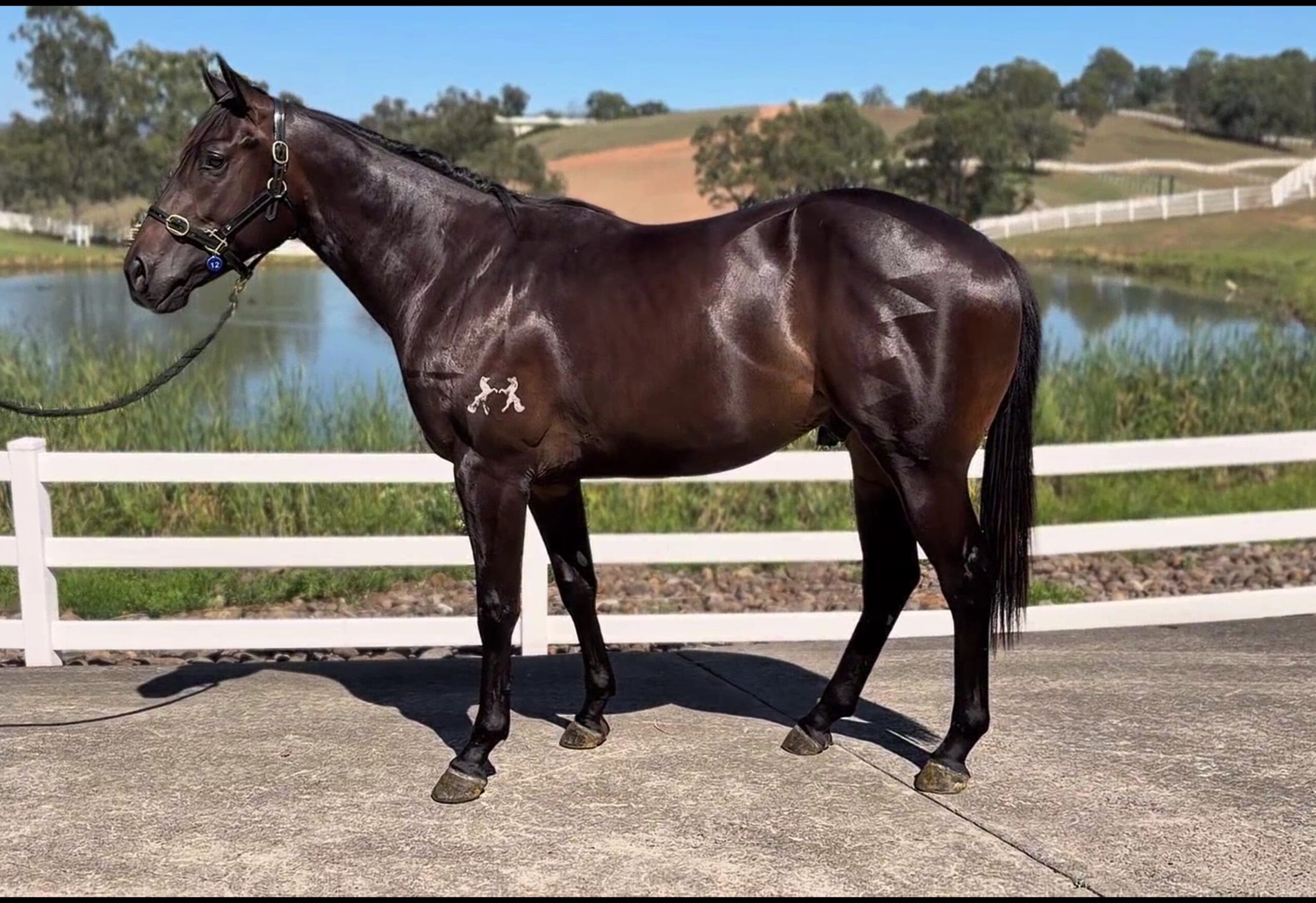 Tassort x Resident 23 Gelding