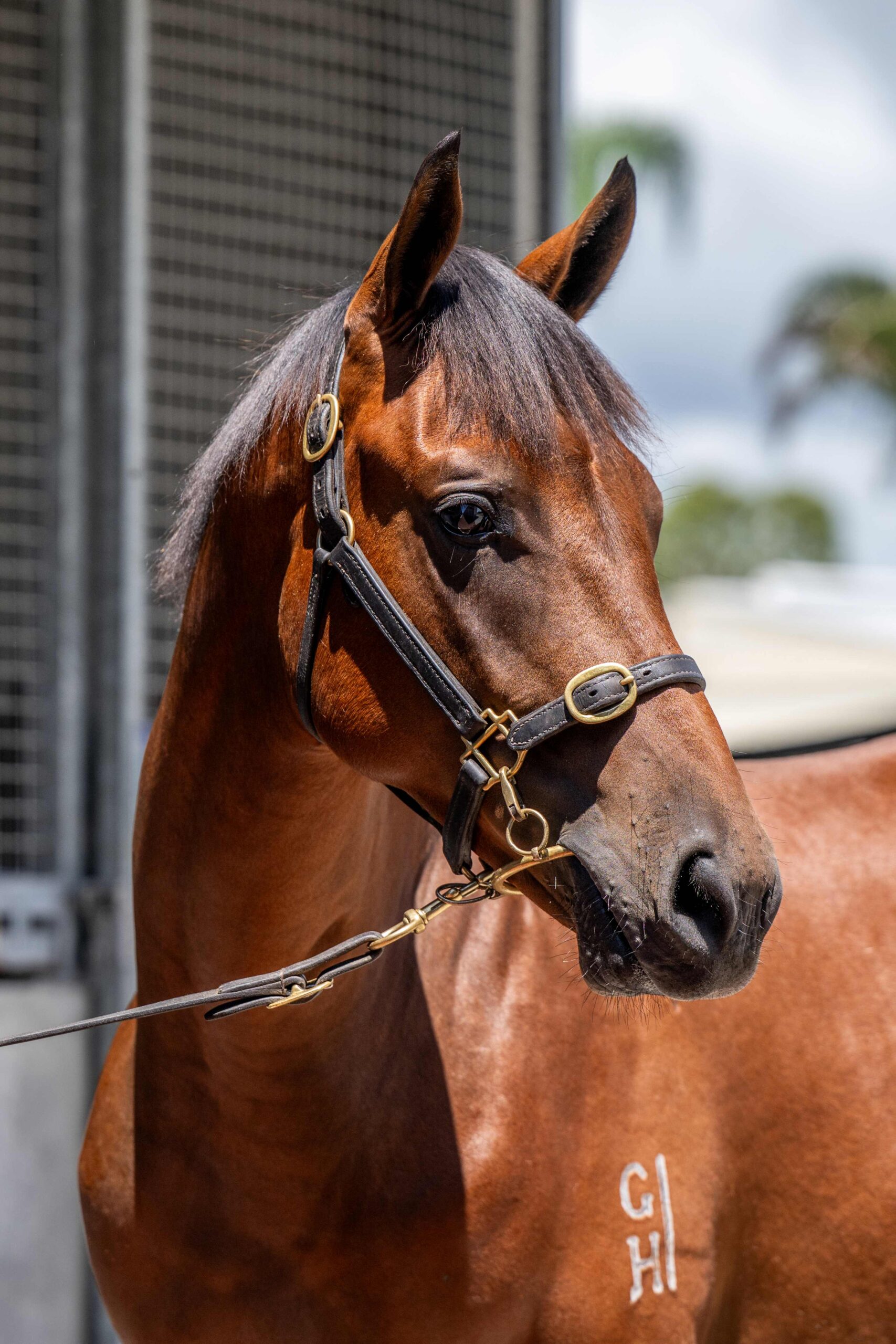 Home Affairs x On A Promise 24 Colt - HS1