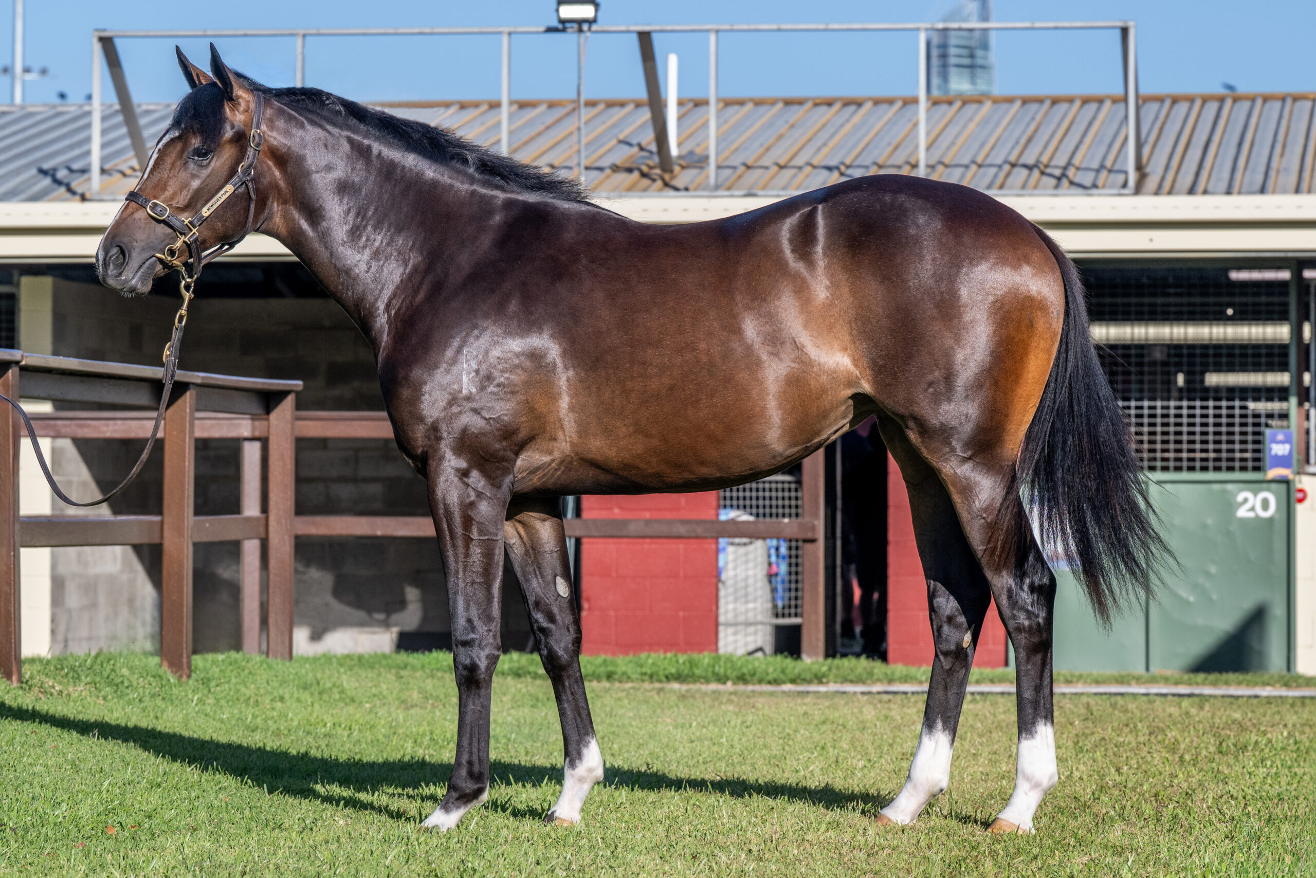 Proisir x I Get It 24 Filly - BS