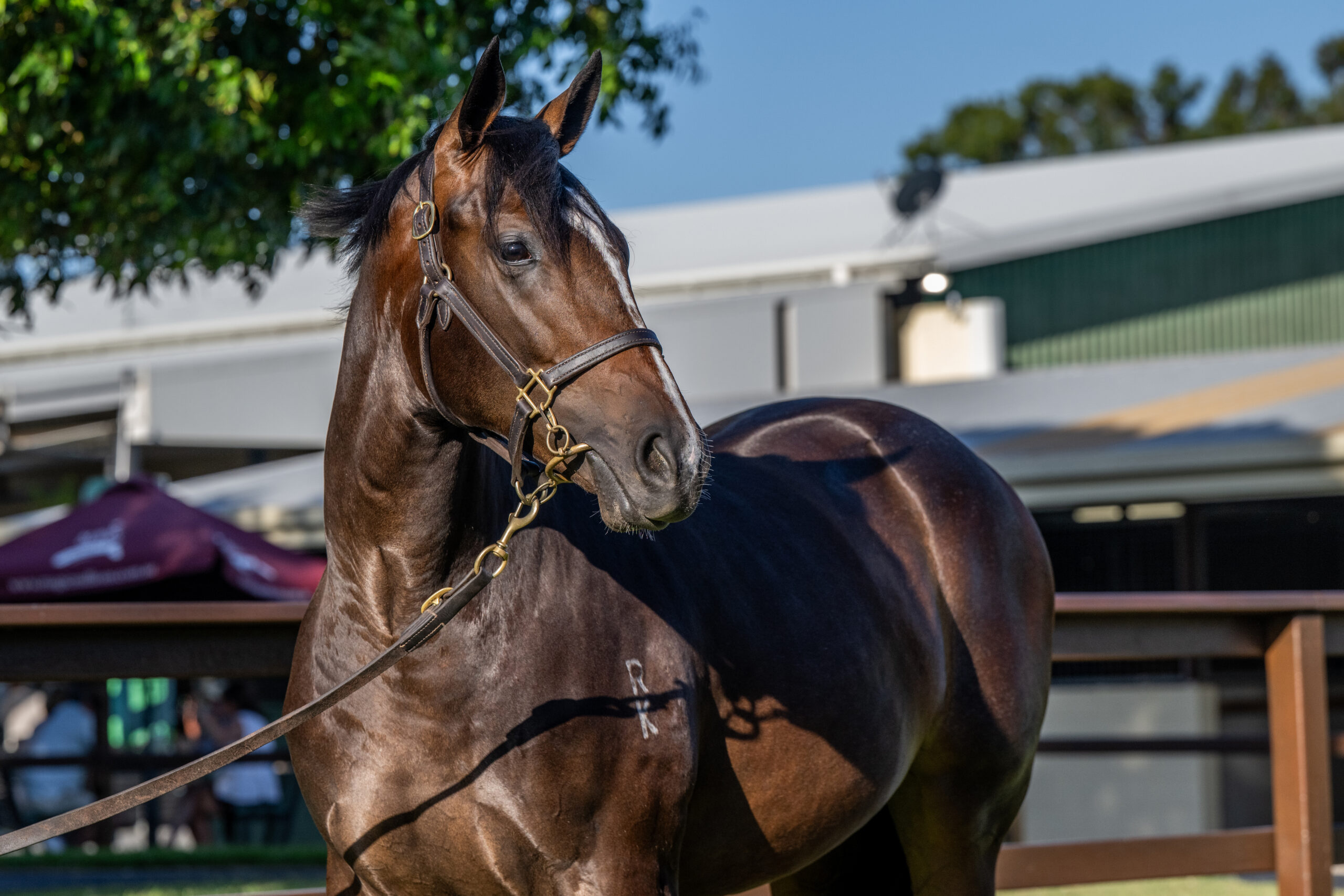 Proisir x I Get It 24 Filly - HS