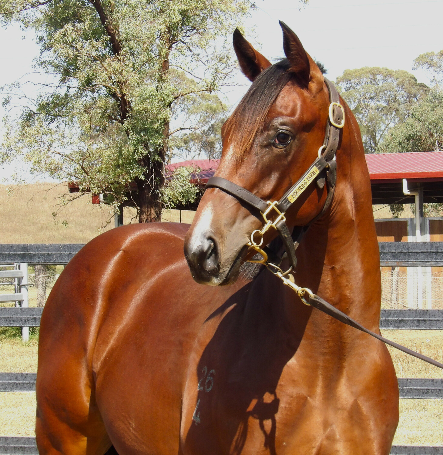 Anamoe x Unequivocal 24 Filly HS