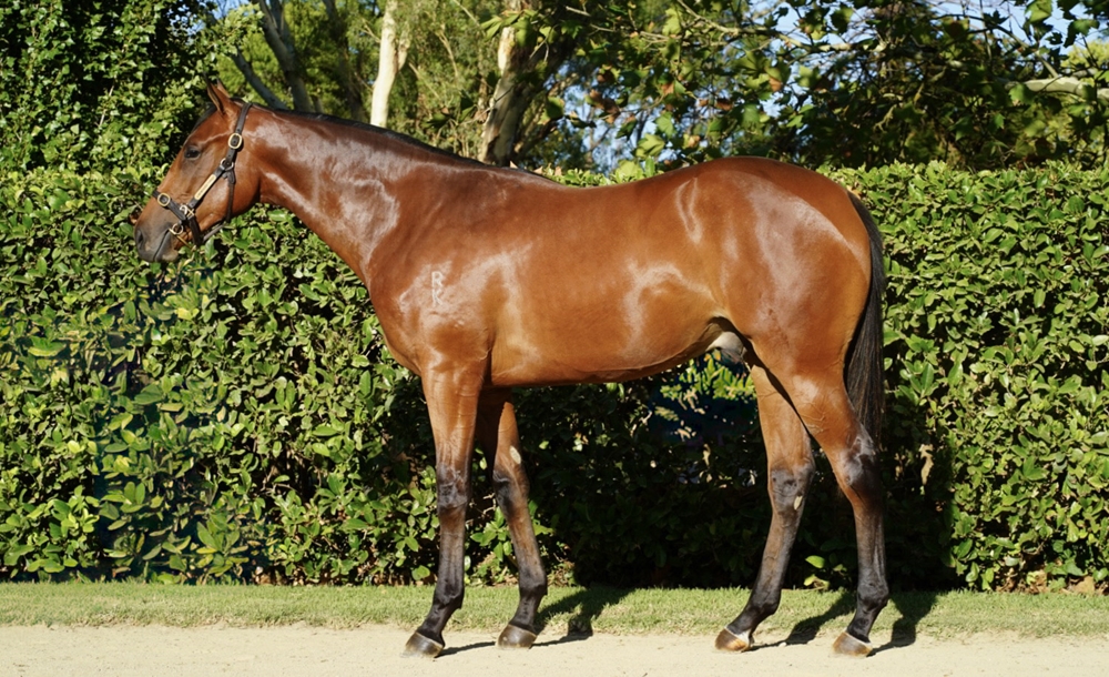 Dundeel x Lunar Impact 24 Colt - BS