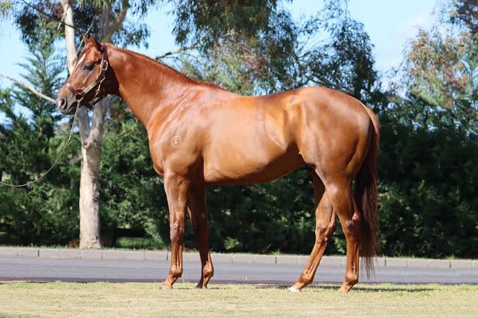 Hanseatic Stallion