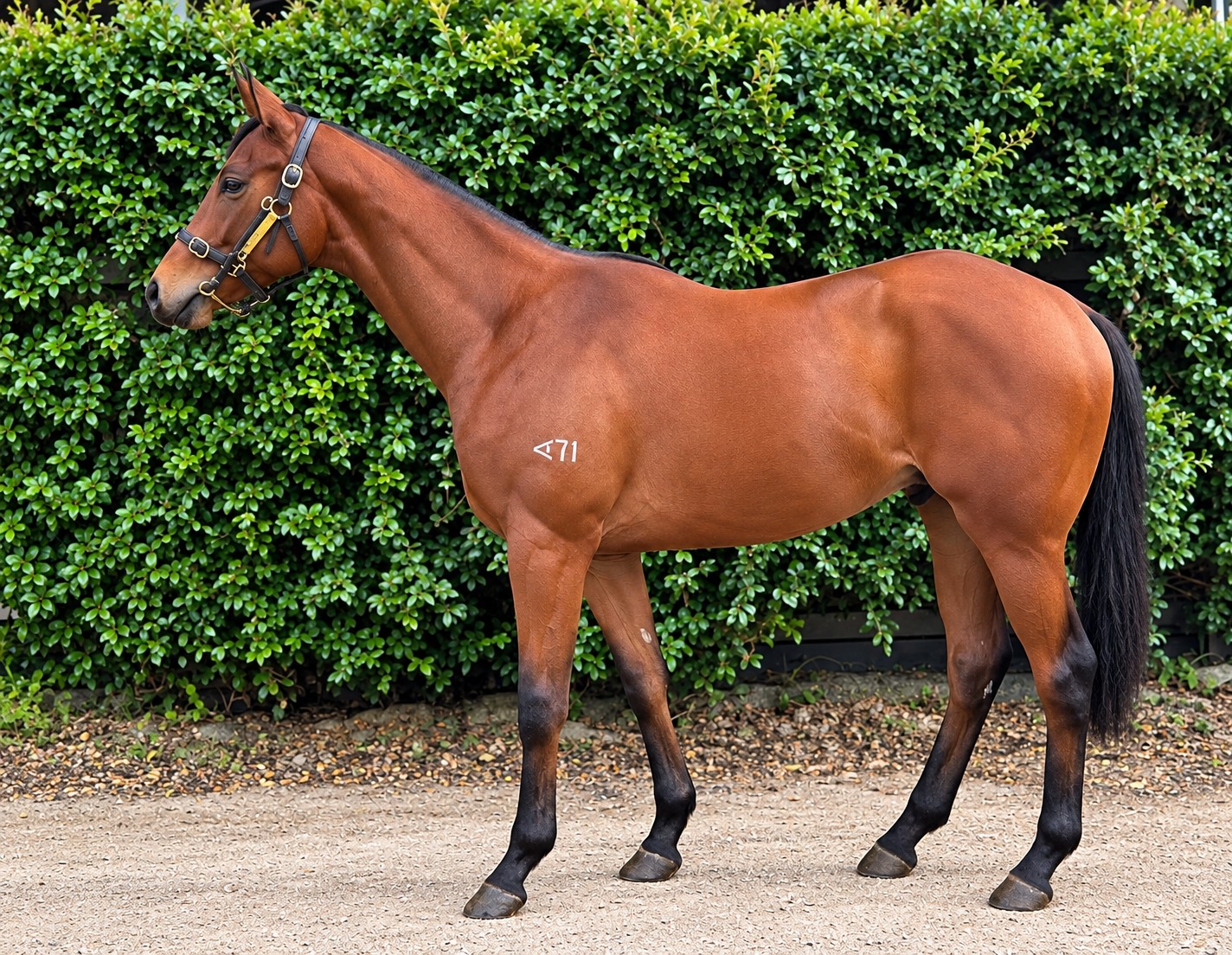 Hanseatic x Wanaasa 24 Colt C