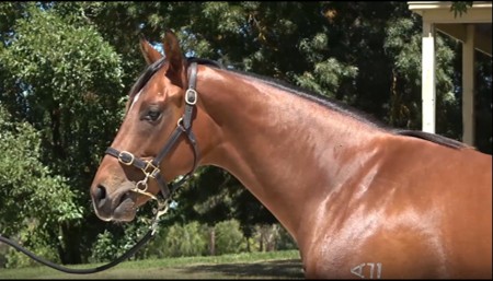 Hanseatic x Wanaasa 24 Colt HS