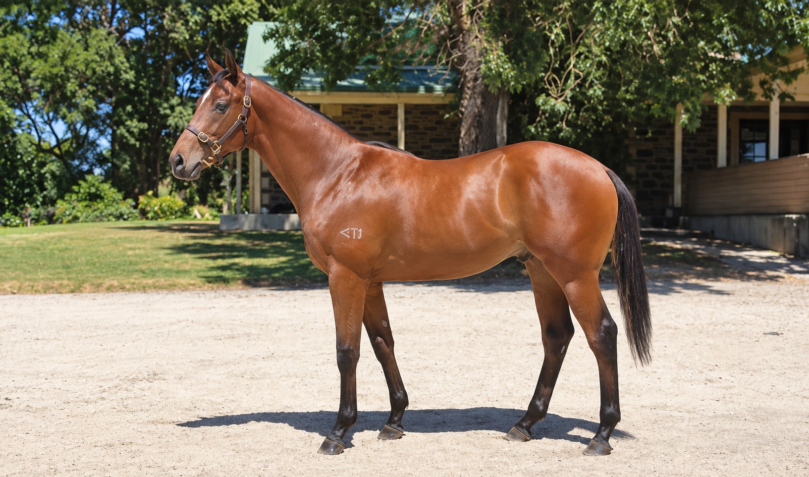 Hanseatic x Wanaasa Colt C