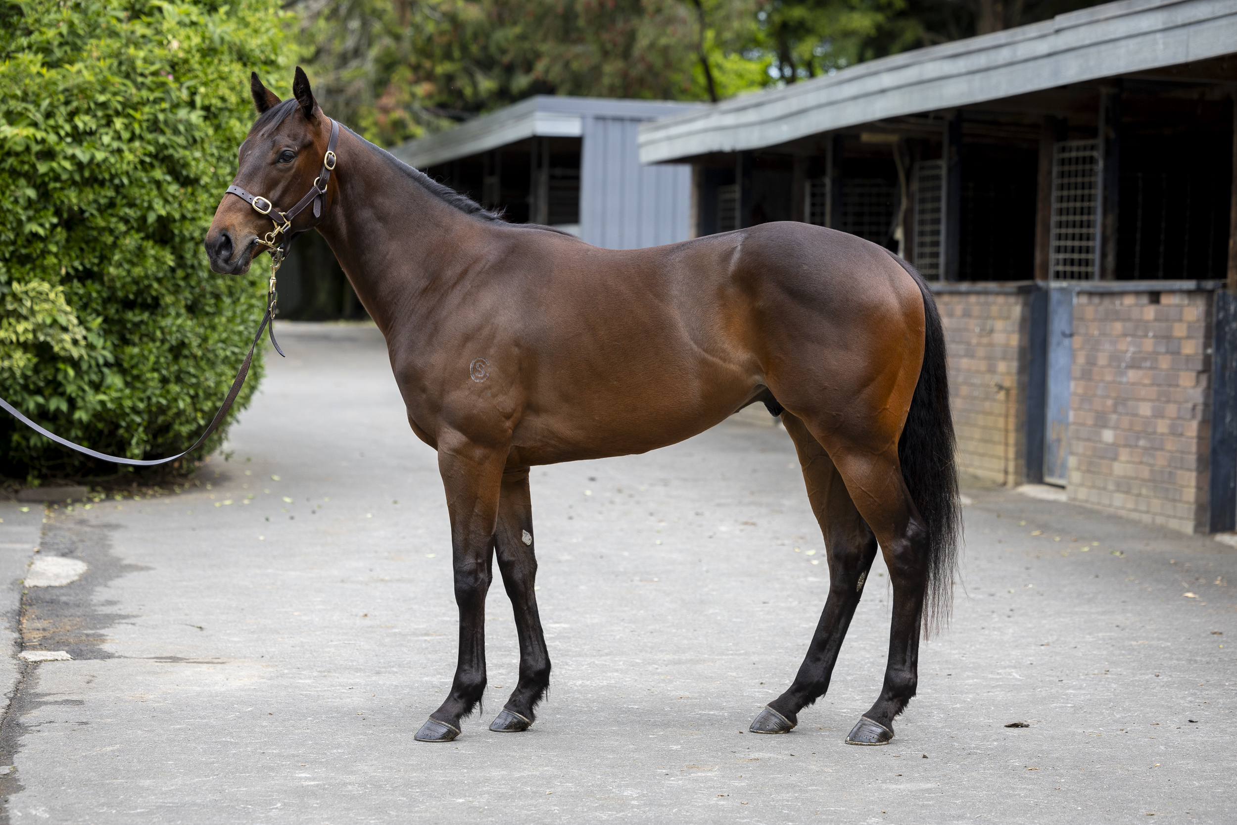 Hello Youmzain x Fearless Choice 22 Gelding C